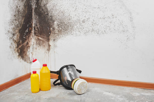 Best Office Mold Removal Services  in Somonauk, IL