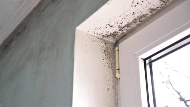 Best Mold Remediation  in Somonauk, IL