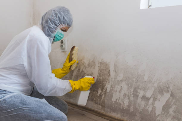 Best Emergency Mold Removal  in Somonauk, IL