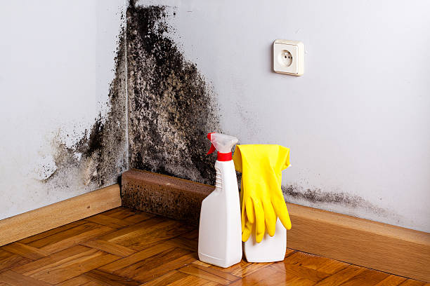 Trusted Somonauk, IL Mold Removal Experts