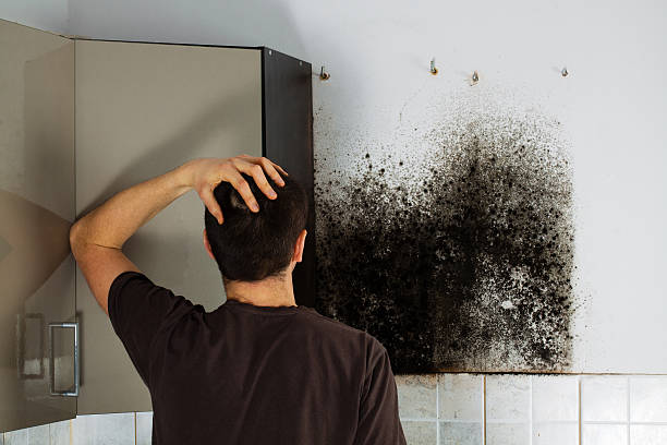 Best Professional Mold Removal  in Somonauk, IL