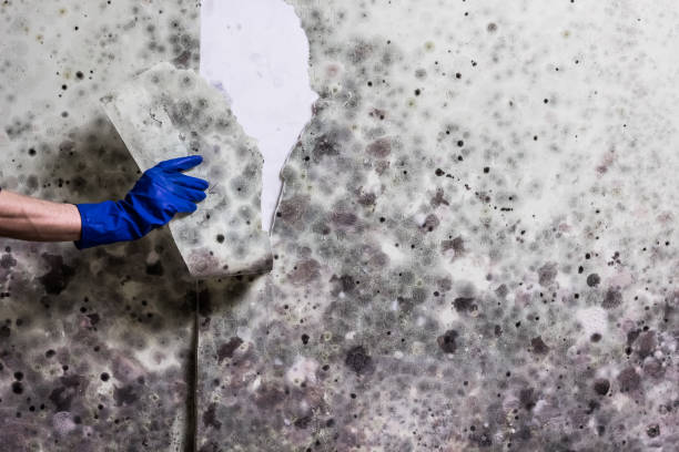 Certified Mold Removal in Somonauk, IL