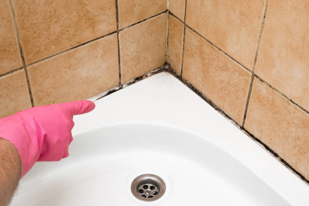 Best Black Mold Removal  in Somonauk, IL