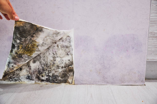 Best Mold Cleaning Services  in Somonauk, IL